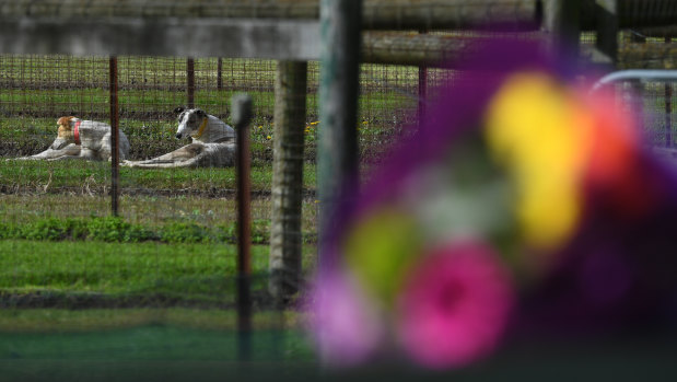 Greyhound dogs are seen behind flowers laid by a mourner at the property of Greyhound trainer Karen Leek in Devon Meadows on Wednesday.