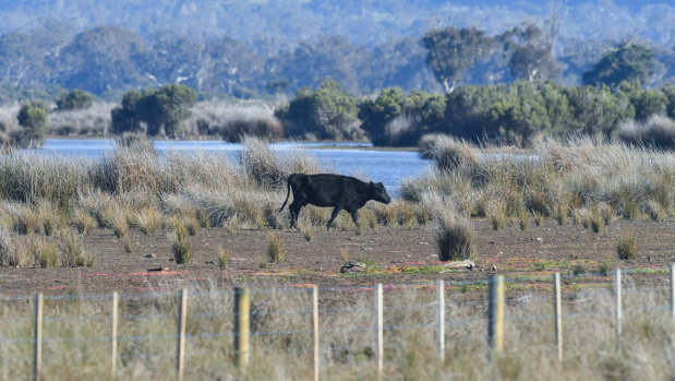 A cow in Heart Morass wetlands.