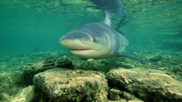 Great whites, tiger sharks and bull sharks - such as this fish - are typically the target species for shark monitoring programs.