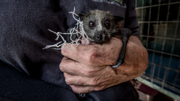 Grey-headed flying foxes, which are vulnerable because of their declining numbers, are being choked and injured by tree netting.