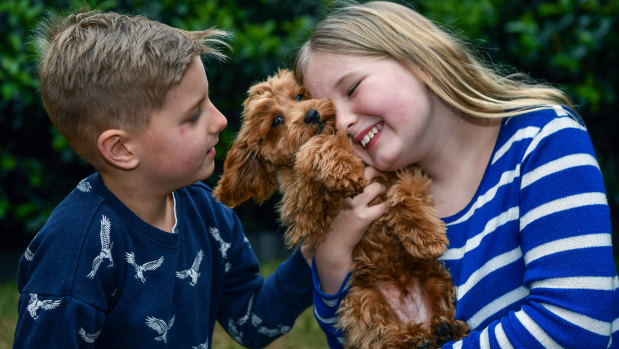 Alice Warry, 10, and her brother, Tommy, 8, with their new toy cavoodle, Ralphy. 
