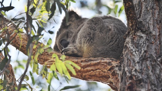 Koala numbers are falling.