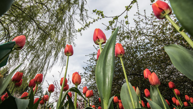 Tulip top gardens bursting with colour in spring. 