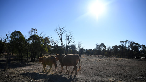 Cattle belonging to the Cookson family is seen along a stock route near St George, Queensland - a region in its sixth year of drought. 
