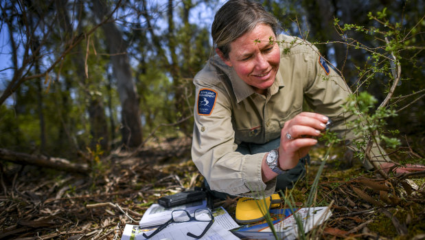 Park Ranger Megan Lowe inspecting habitat of the caterpillars of the rare Eltham copper butterfly. 