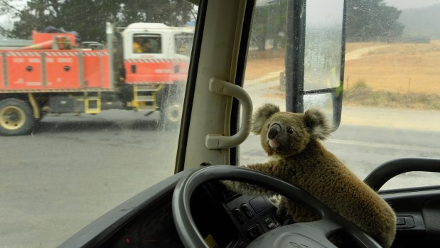 The koala named “Tinny Arse” that was rescued by Damian Campbell-Davys from a bushfire zone sits in his water tanker. 