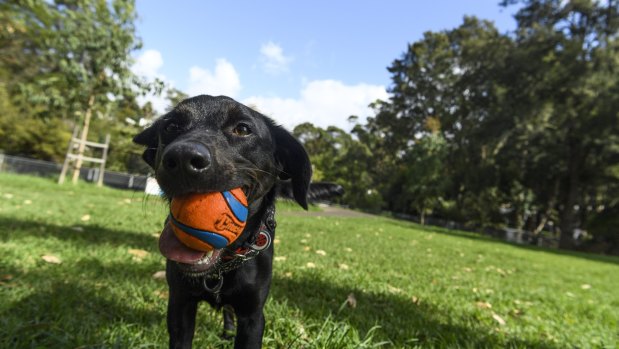 A dog and its ball in an off-leash Sydney park.