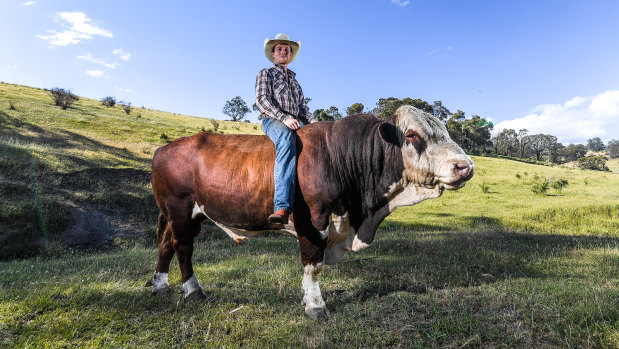 Professional bull rider Will Purcell, pictured with his pet bull, Humphrey, at home in Merrijig, in Victoria's north-east high country.