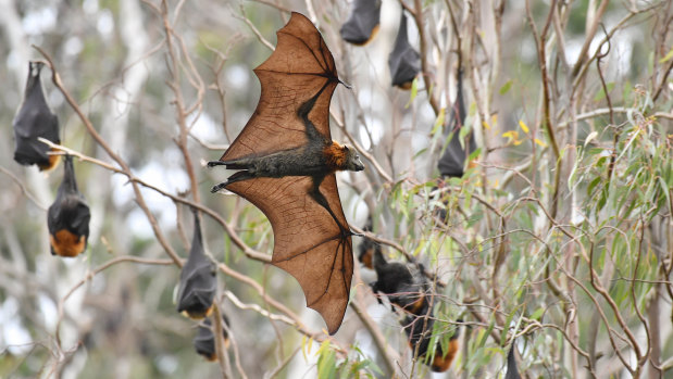 Grey-headed flying foxes at Melbourne's Yarra Bend Park. The mammals are among the many threatened or endangered species in the midst of our biggest cities.