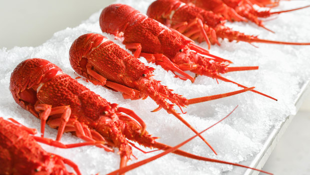 The Victorian rock lobster industry has been hit hard by China's decision to halt imports. 