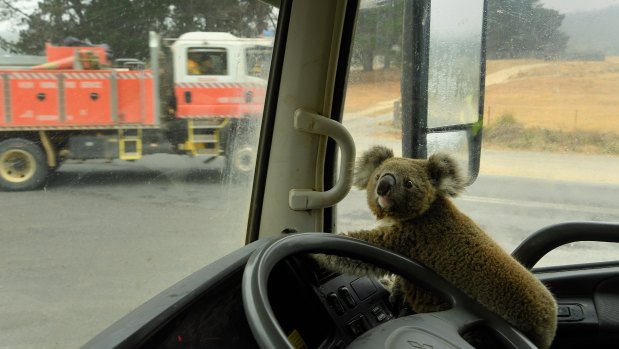 The koala, dubbed 'Tinny Arse' and later renamed 'Sunshine', sits in his rescuer's water tanker during January's fires near the Kangaroo Valley.