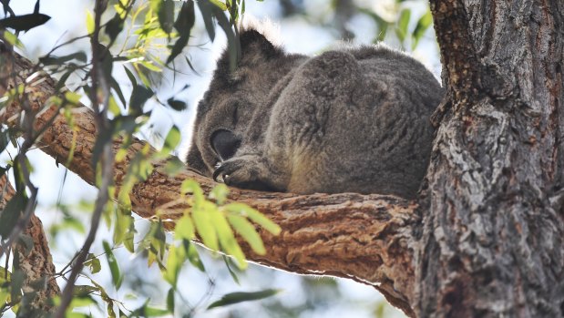 The Berejiklian government is planning to spend $84 million over five years to help preserve wildlife including koalas in the Cumberland Plain.
