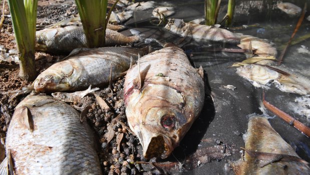 Days after a mass fish kill in the Darling River at Menindee, hundreds of carcasses remain, stinking and rotting.