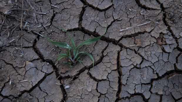 The drought is causing soil to dry out and contract, causing havoc to Sydney's water and sewage pipes. 