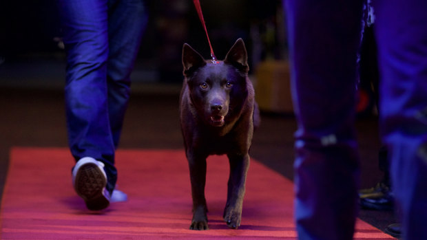 Koko walks the red carpet in Koko: A Red Dog Story.