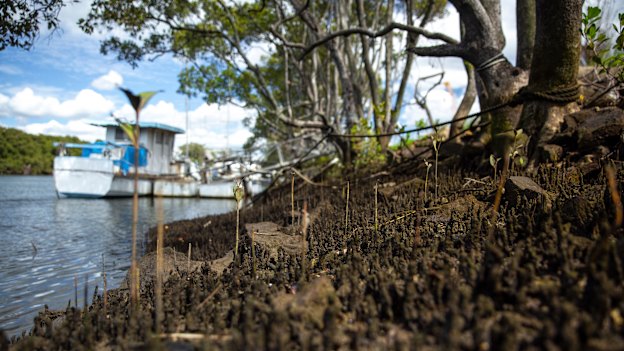 Most of the mangroves have made way for heavy industry on Gibson Island. 