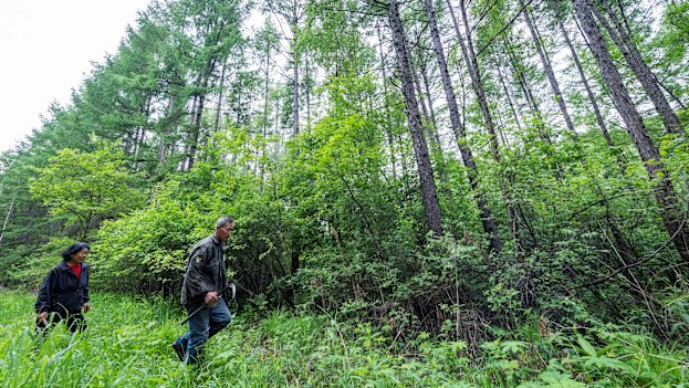 Forest workers in a tree farm in Yichun City in north-east China’s Heilongjiang Province in June 2021.  