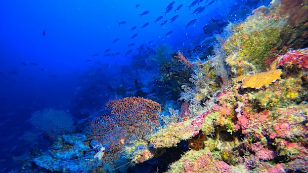 O estranho reino de um recife mesofótico.