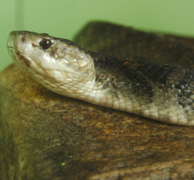 A cottonmouth or water moccasin snake pictured in Florida.