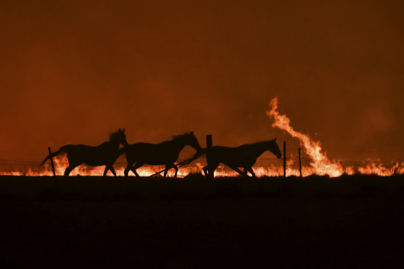 Horses flee in February 2020 as a bushfire burning south of Canberra threatens communities.
