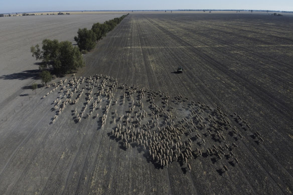Mustering of sheep in a paddock of a failed wheat crop at Rebecca and Dan Reardon's property near Moree.