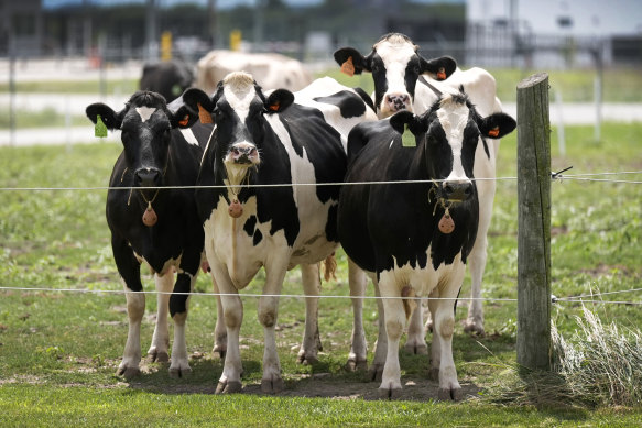 A study tested 150 vets working with cows and found three had signs of recent bird flu infection. 