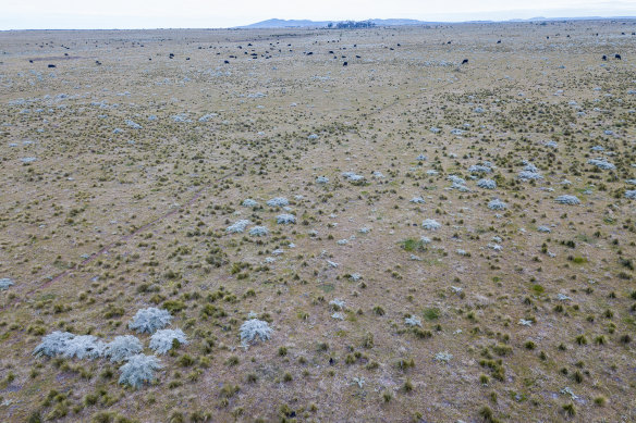 Volcanic grassland west of Melbourne, which has been developed over time, is the native habitat for the earless dragon.