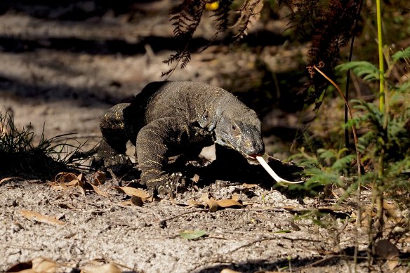 The Westernport Woodlands are home to a number of species like this lace monitor, which is listed as endangered in Victoria. 