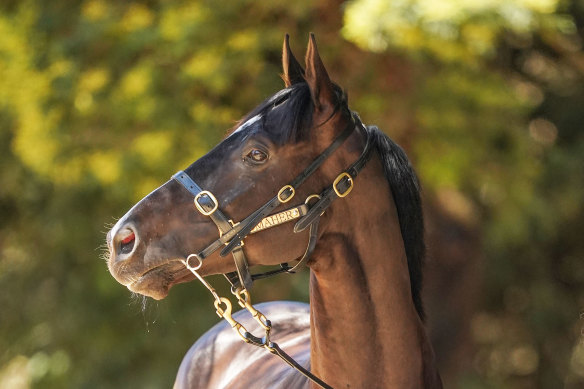 Persan will again attempt to win the Melbourne Cup, but first, runs in Saturday’s Caulfield Cup.