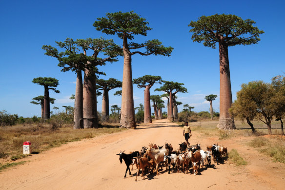 Unforgettable: Madagascar.
