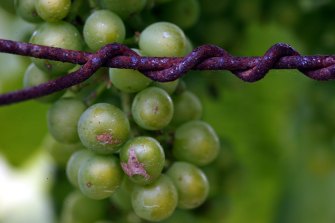 Former Perth Winemaker Appeals Sentence After Being Attacked In Prison