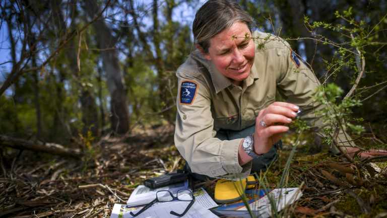 Park Ranger Megan Lowe inspecting habitat of the caterpillars of the rare Eltham copper butterfly. 