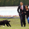 Bo, the former ‘first dog’ of the Obamas, dies
