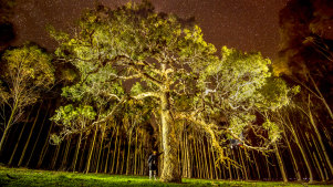 The yellow box tree, widely referred to as the directions tree or fiddleback, has been cut down.