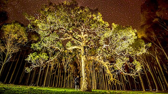 The yellow box tree, widely referred to as the directions tree or fiddleback, has been cut down.