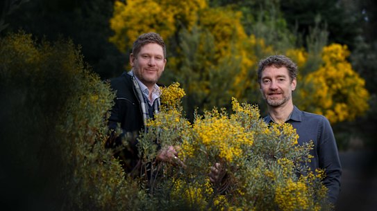 Psychae Institute co-directors Jerome Sarris and Daniel Perkins with acacia, a native Australian plant containing DMT, an key ingredient used in ayahuasca preparations.