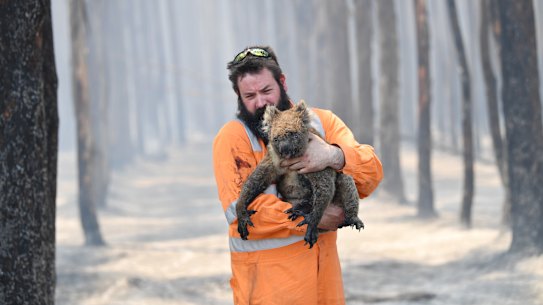 Adelaide wildlife rescuer Simon Adamczyk with a koala near Cape Borda on Tuesday. 