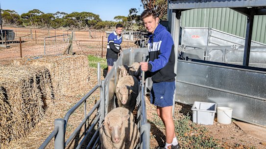 Murrayville Community College students taking care of the school's merino herd