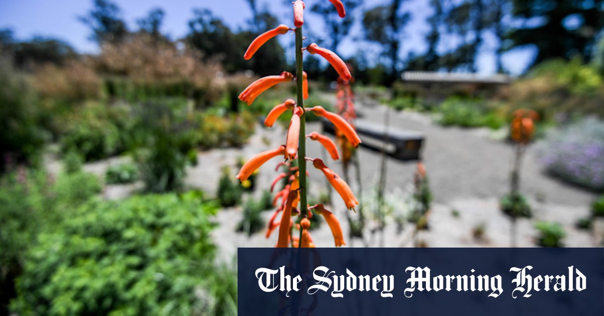 Perennial Plant Care Tips For Long Lasting Beauty In Your Garden