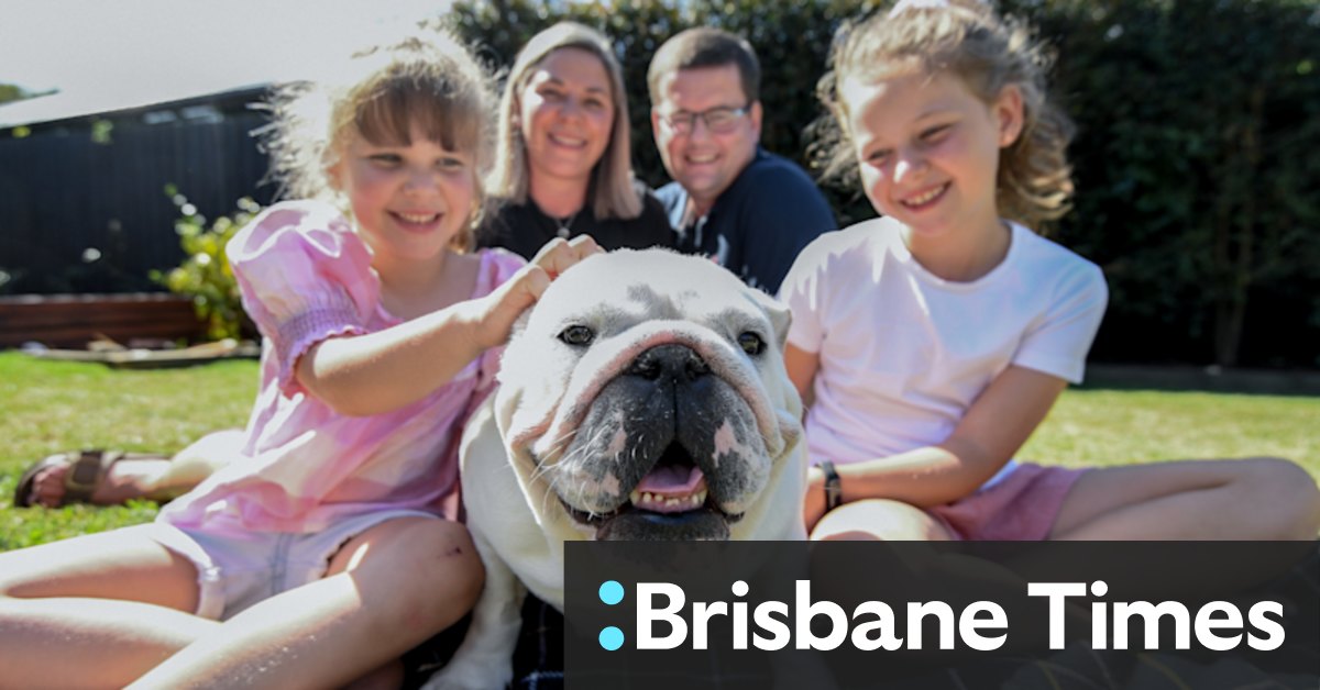 Animal welfare: how breeding for cuteness is hurting dogs - Vimarsana News