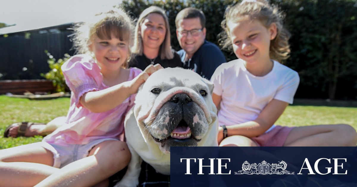 Animal welfare: how breeding for cuteness is hurting dogs - Vimarsana News