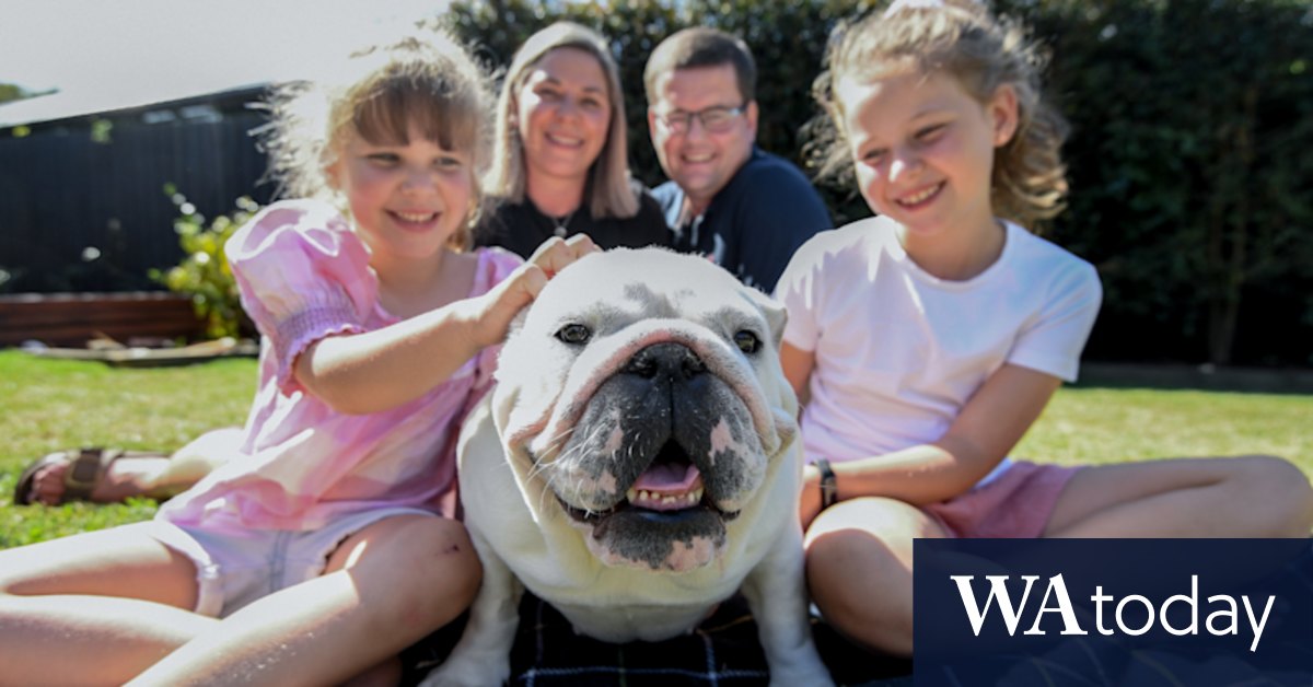 Animal welfare: how breeding for cuteness is hurting dogs - Vimarsana News