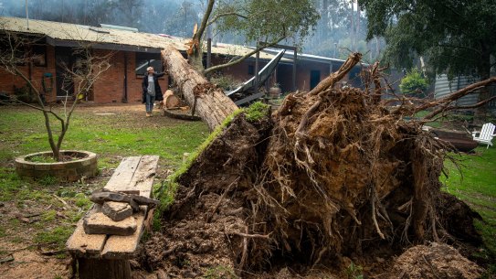 A massive uprooted tree in Woodend.