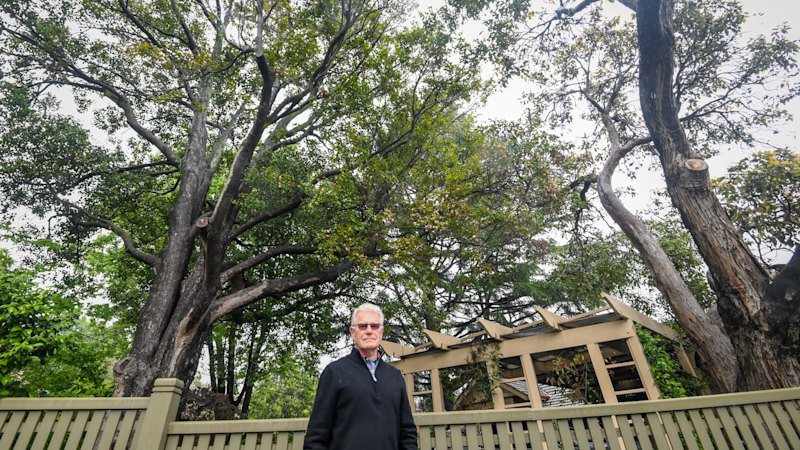 Tree canopy target ‘unrealistic’ under new fast-track housing plans
