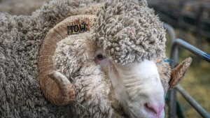 Wool growers could be among the big winners from a peace deal in the US-China trade war.
