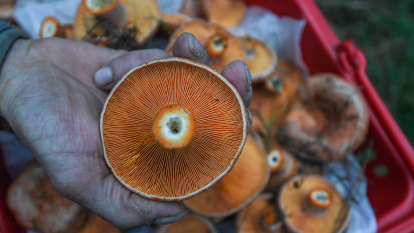 Mushroom hospitalisations jump amid ‘foraging’ craze