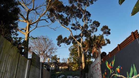 Mature trees in Sydney's densely-populated inner west are important for animal habitats and mitigating urban heat, environmental campaigners say.