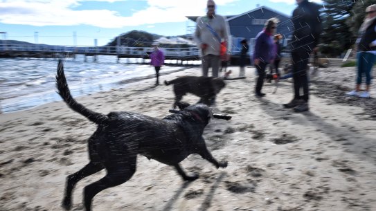 The Palm Beach Protection Group has launched legal proceedings against Northern Beaches Council to stop an off-leash dog area at Station Beach in Palm Beach.