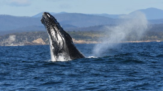 One of the humpback whales in a large pod off Cuttagee Beach near Bermagui on the NSW South Coast.