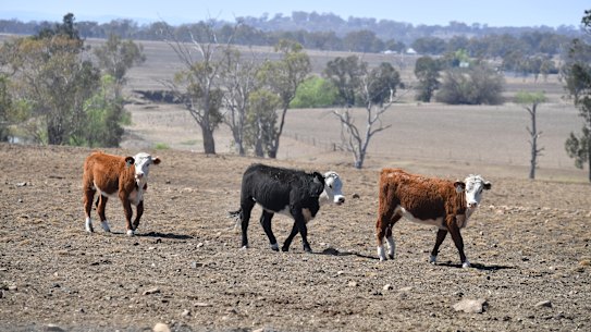 Cattle on a NSW cattle station near Inverell in October 2019.